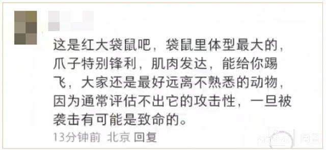 游客在上海野生动物园被袋鼠暴揍 浸入式展区”如何让人安心“浸入”？