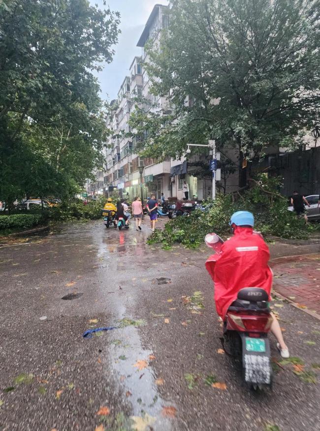 合肥狂风暴雨吹倒多棵大树 交通堵塞逾一小时