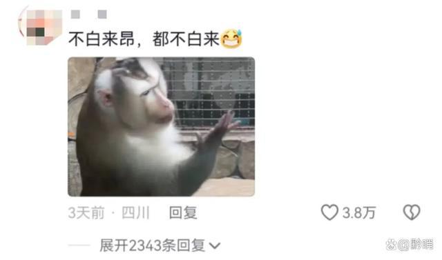 贵州黔灵山网红猴小老费征婚啦