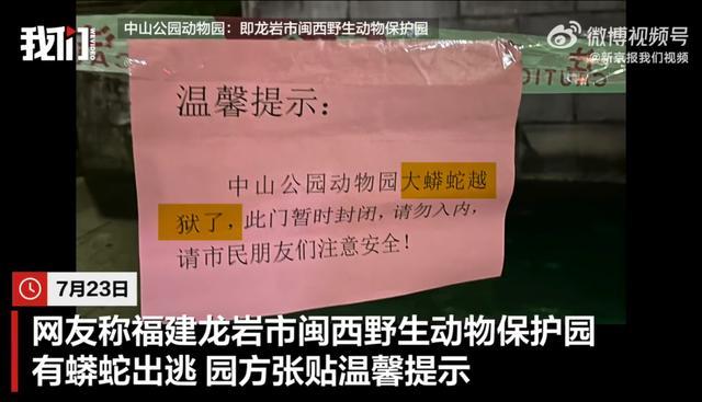 福建一动物园蟒蛇出逃近20天被找到 安全捕获重回笼中